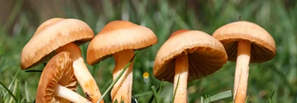 Fünf kleine Pilze im Gras